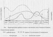 О росте и сборах грибов на Кубани